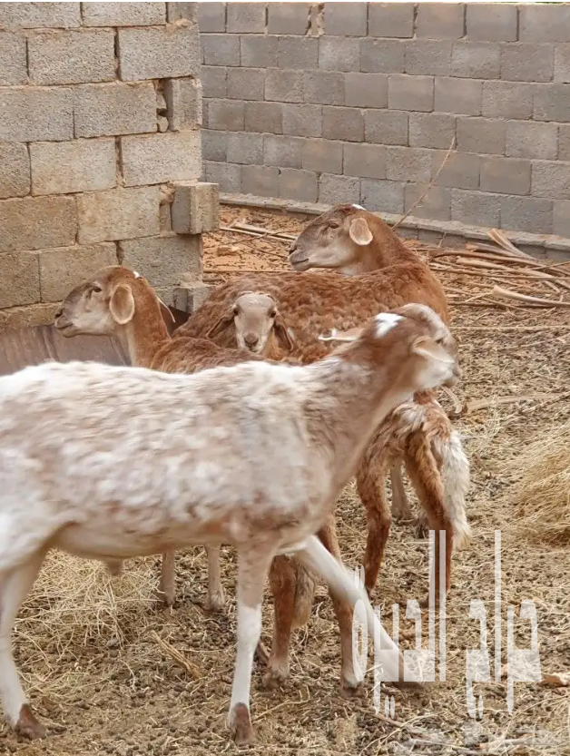 الزلفي البطين الجنوبي